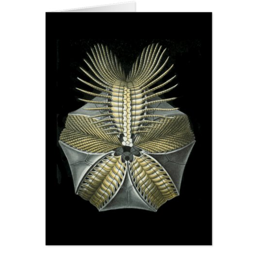 A Fossil Sea Urchin Cards (Front)