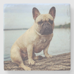 French Bulldog Coasters Drink Coasters Zazzle