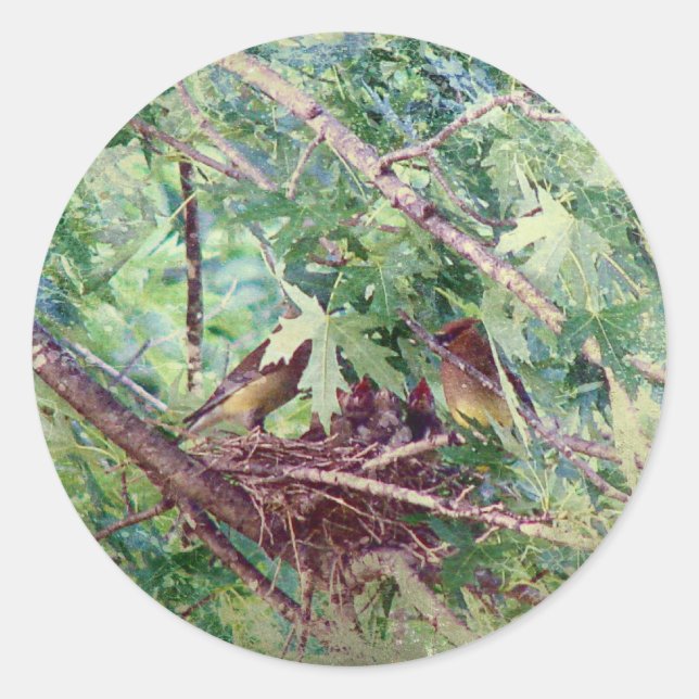 A Full Nest, Parents and Baby Birds Classic Round Sticker (Front)
