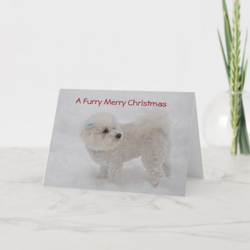 A Furry Merry Christmas Bichon Card