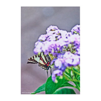 A Game of Hide and Seek Acrylic Print