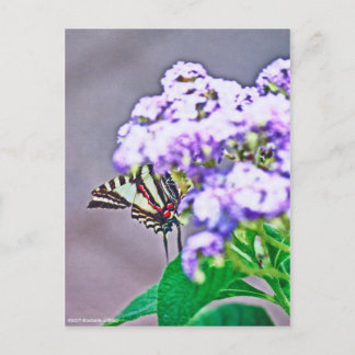 A Game of Hide and Seek Postcard