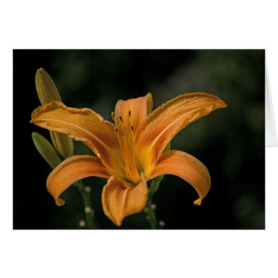 A Garden Delight Card