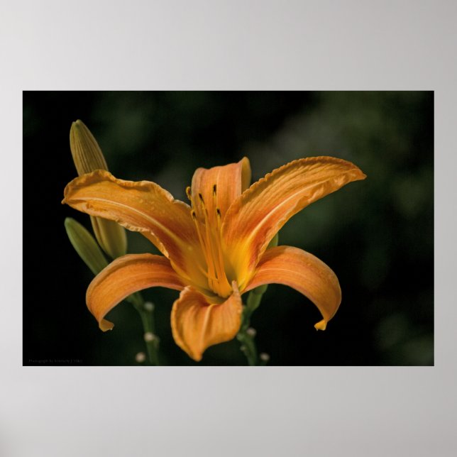 A Garden Delight Print (Front)