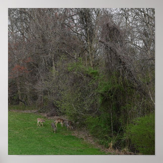 A Gathering of Deer Poster