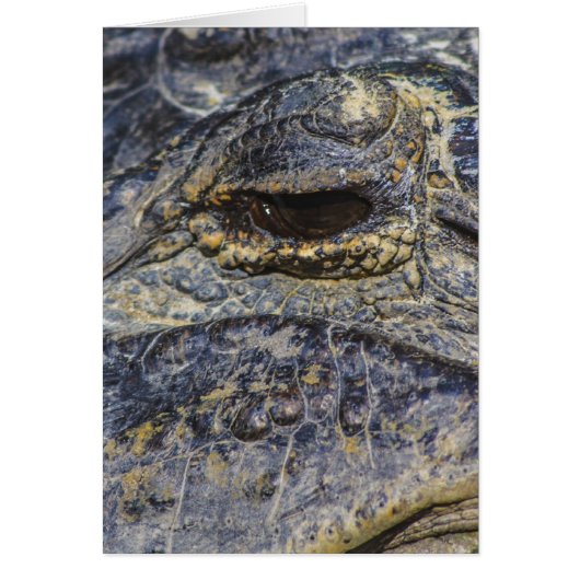 A Gator's Eye Cards (Front)