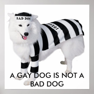 Bad gay puppy Gay vmk