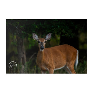 A gentle gaze from the wild acrylic print
