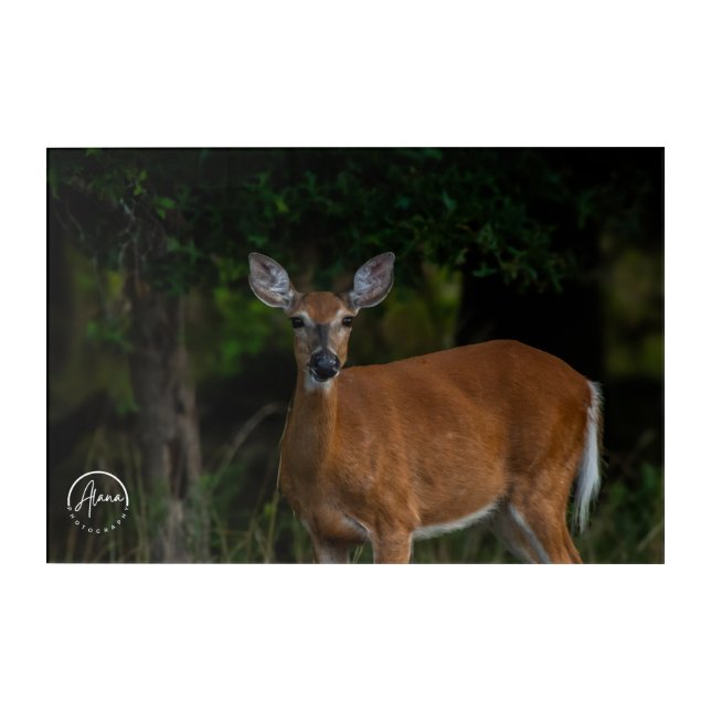 A gentle gaze from the wild acrylic print (Front)