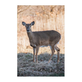 A gentle gaze from the wild acrylic print