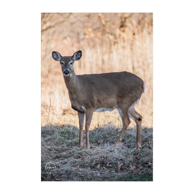 A gentle gaze from the wild acrylic print (Front)