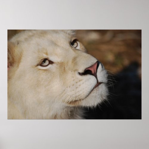 A gentle lion face South Africa Poster