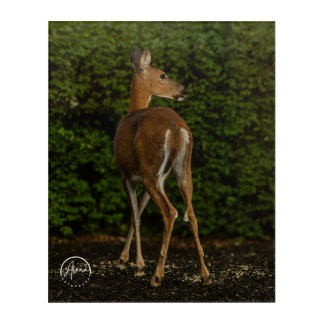 A gentle visitor in the garden acrylic print
