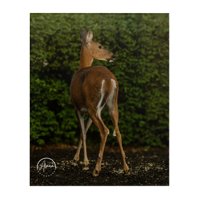 A gentle visitor in the garden acrylic print (Front)