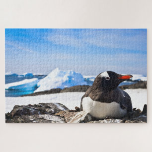 A Gentoo Penguin Lying On The Rocks Of Antarctica Jigsaw Puzzle