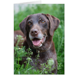 A German Shorthaired Pointer dog in the grass Cards