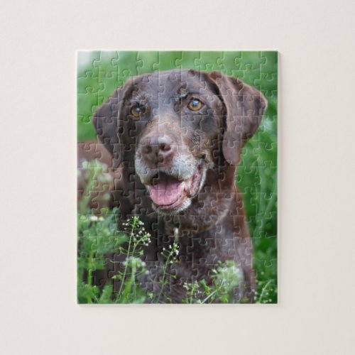 A German Shorthaired Pointer dog in the grass Jigsaw Puzzle