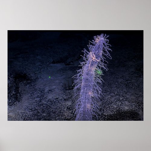 A Ghostly Sponge  Ocean SeaFloor Nodules  Poster