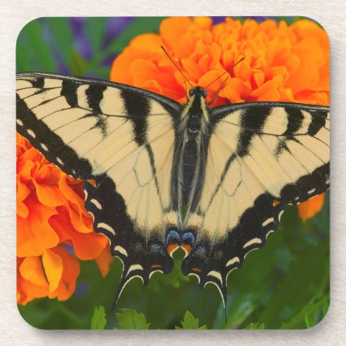 A Giant Swallowtail Butterfly Beverage Coaster