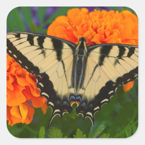 A Giant Swallowtail Butterfly Square Sticker