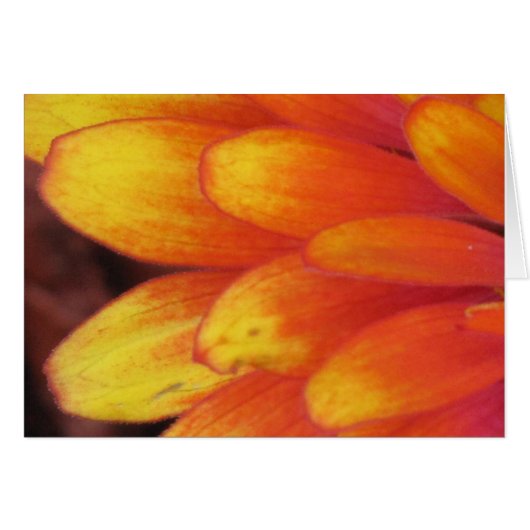 A Gift of Flowers (Front Horizontal)