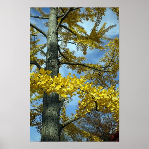 A ginkgo tree in Tendo Poster