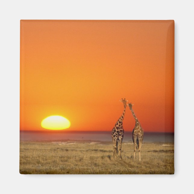 A Giraffe couple walks into the sunset, in Magnet (Front)