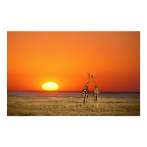 A Giraffe couple walks into the sunset in Photo Print