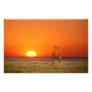 A Giraffe couple walks into the sunset, in Photo Print