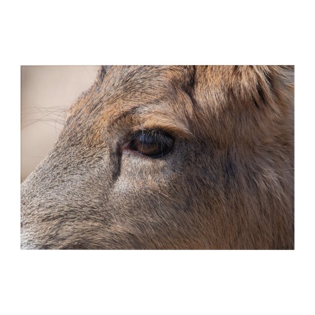 A glimpse into nature's soul acrylic print (Front)