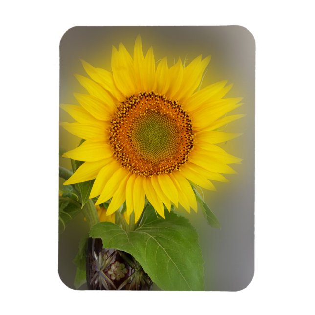 a glowing sunflower magnet (Vertical)