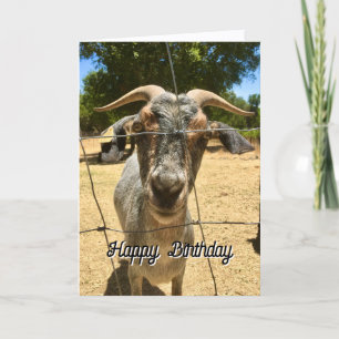 A Goat Birthday Wish Card