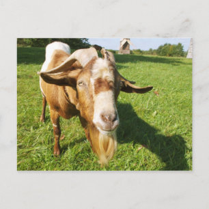 A goat - postcard