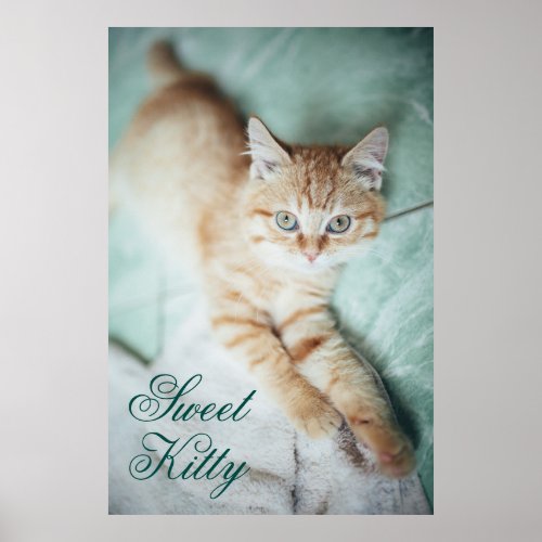 A Golden Color Kitten Lying Down Poster