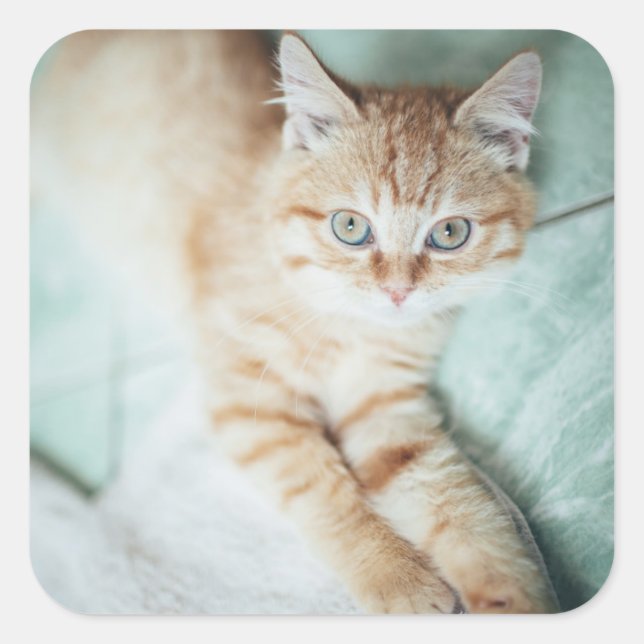 A Golden Color Kitten Lying Down Square Sticker (Front)