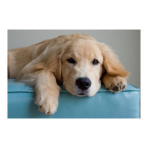 A Golden Retriever Puppy Poster