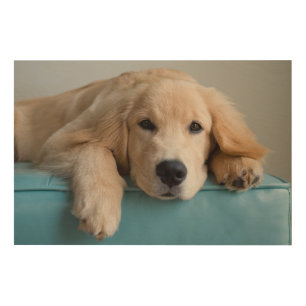 A Golden Retriever Puppy Wood Wall Decor