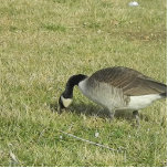 a goose feeding. statuette<br><div class="desc">a goose rooting through the grass  for food.</div>