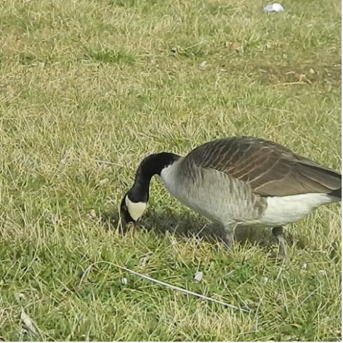 a goose feeding statuette