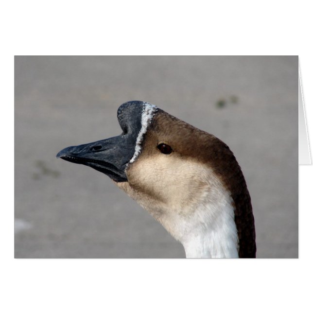A Goose in the Park Cards (Front Horizontal)