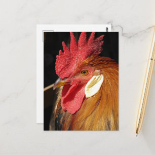 A Gorgeous Leghorn Rooster Postcard