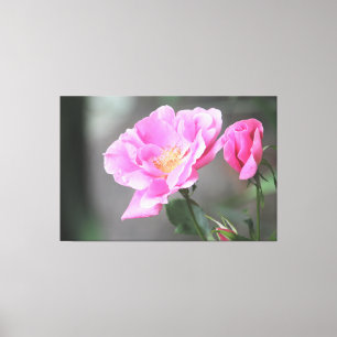 A Gorgeous Pink Rose Canvas Print