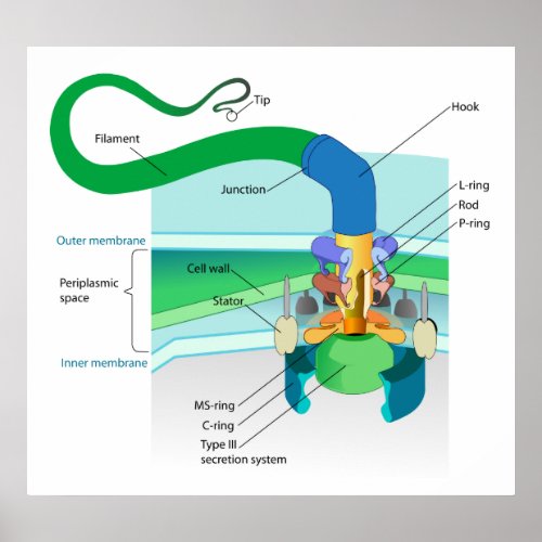 A Gram Negative Bacterial Flagellum Diagram Poster