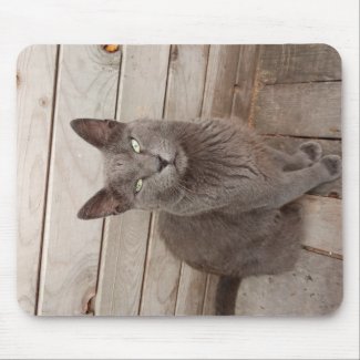 A Gray Noble Cat