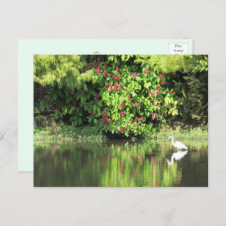 A Great Egret Fishing in the Swamp Holiday Postcard