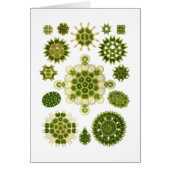 A Green Algae (Front)