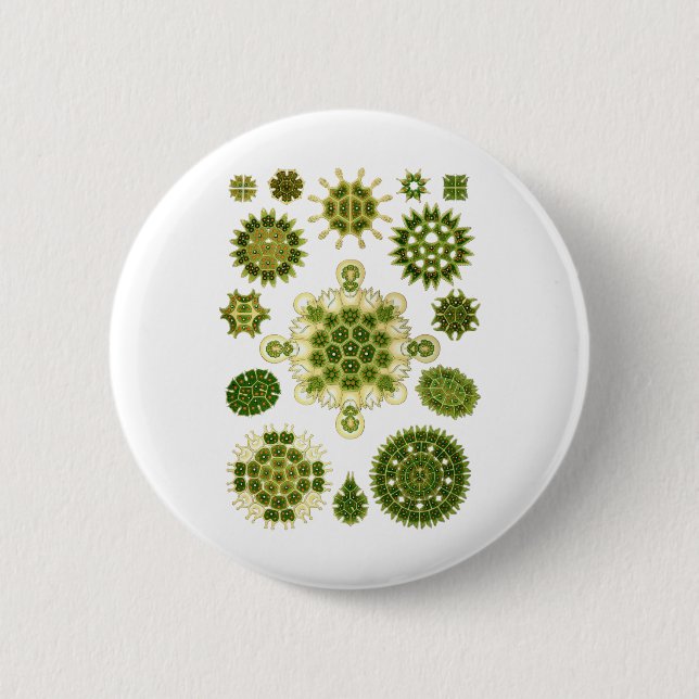 A Green Algae Button (Front)