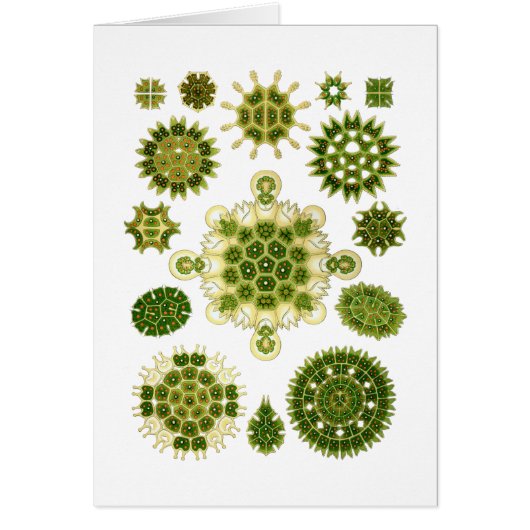 A Green Algae Cards (Front)