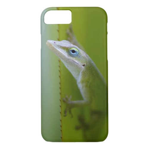 A green anole is an arboreal lizard iPhone 87 case