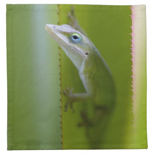 A green anole is an arboreal lizard cloth napkin